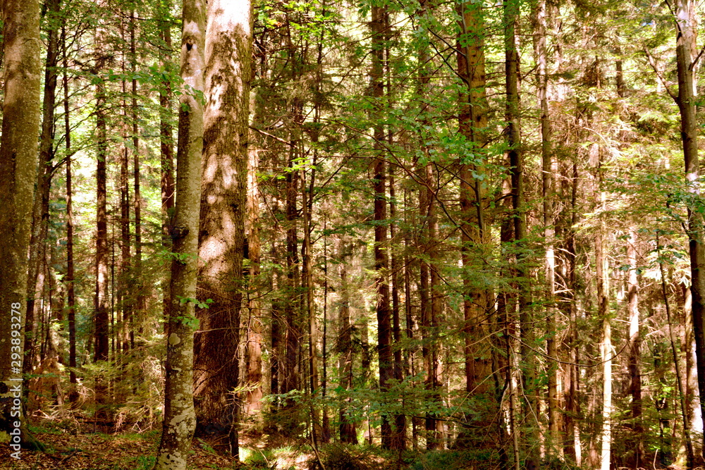 Fototapeta premium Wonderful landscape in the forests of Transylvania, Romania. Green landscape in the midsummer, in a sunny day