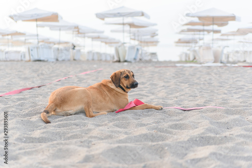 Fototapeta Naklejka Na Ścianę i Meble -  Dog relaxing on sand tropical beach near the blue