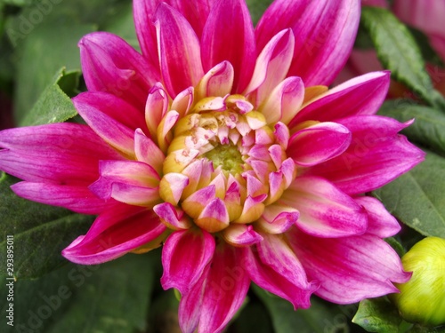 Pink Dahlia flower, macro 