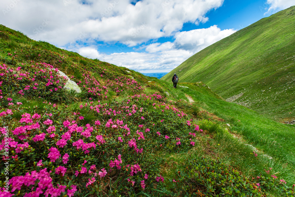 Hiker passing throug beautiful mountain path landscape green grass and pink flowers