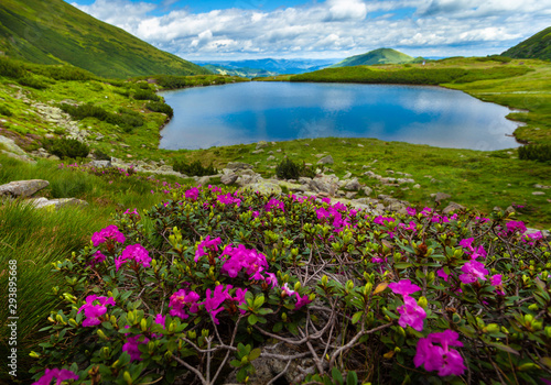 Beautiful mountain path landscape green grass and pink flowers © bdavid32