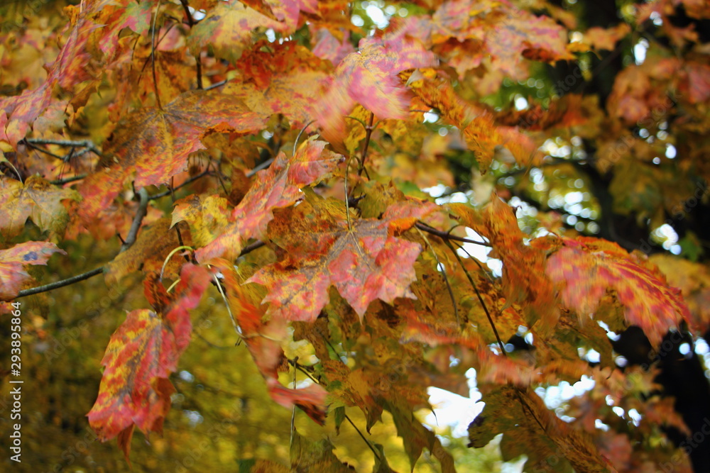 Red, yellow and green leaves on branches of Beautiful autumn maple tree, october texture for background Red, yellow and green leaves on branches of Beautiful autumn maple tree, october texture for background
