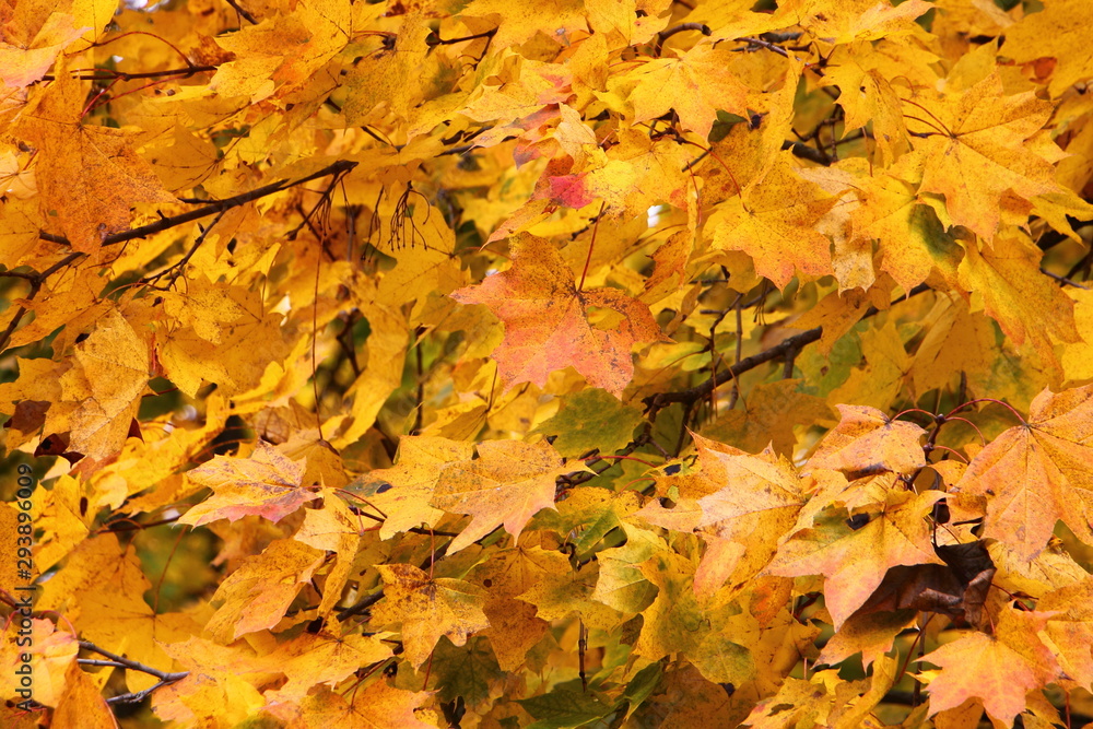 Beautiful Golden Maple tree leaves on branches close up, autumn texture for background