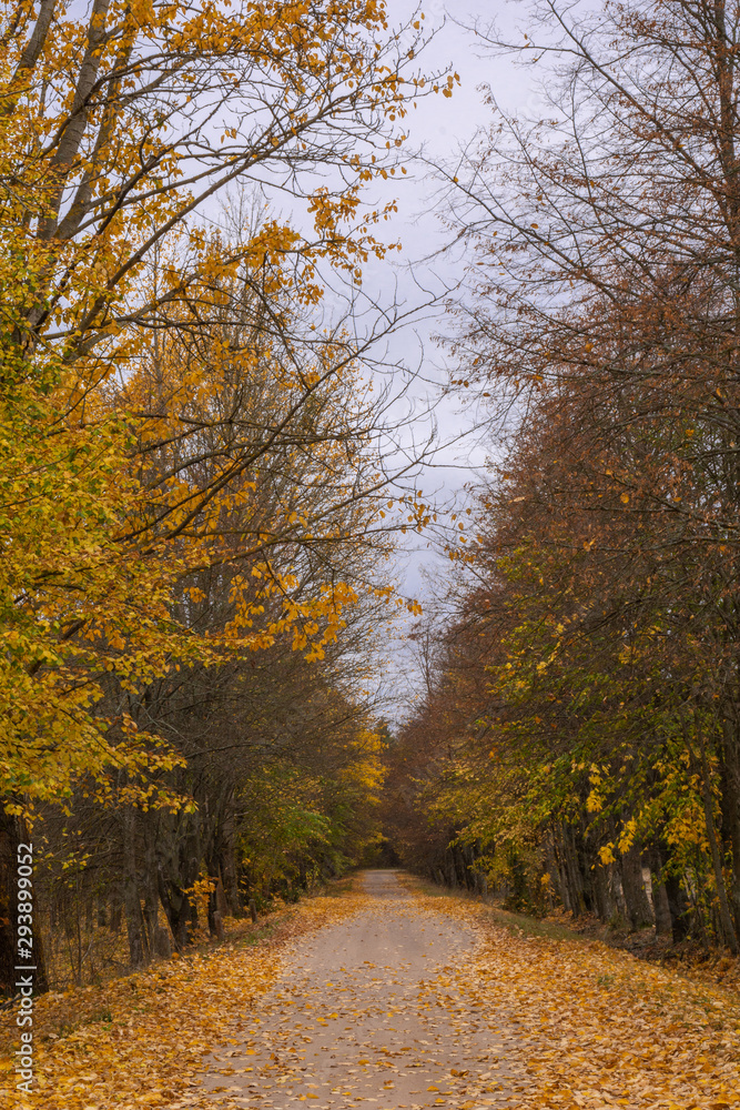 Autumn way with yellow trees on both sides. Podlachia. Poland