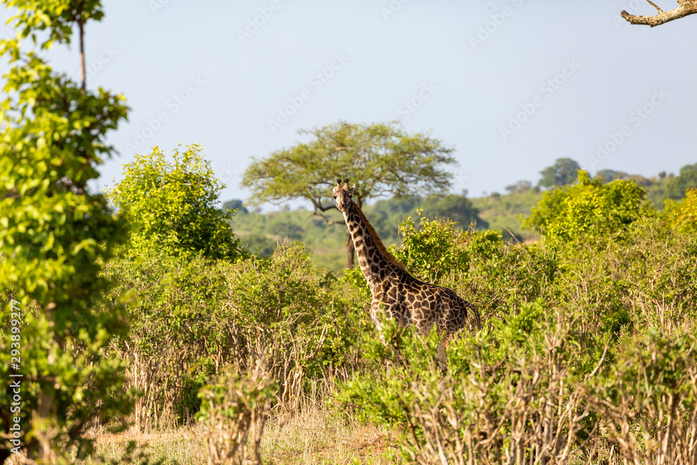 Fototapeta premium Giraffe12