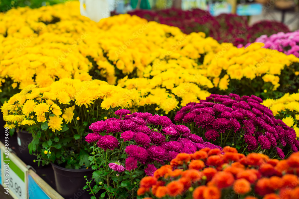Close up assortment of multicolored chrysanthemum flowers in garden store centre. Yellow, pink, orange daisy flowers in planting pots. Summer and autumn nature background in daylight outdoors.