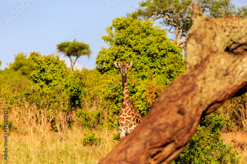 Giraffe9 photo