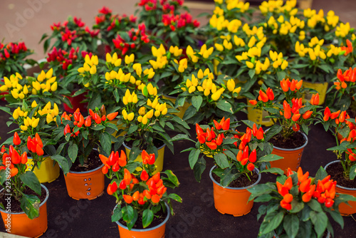 Close up Bright potted ornamental peppers at a garden shopping centre. Capsicum assortment for gardening decoration. Autumn planting ideas. All-Natural Christmas Lights.