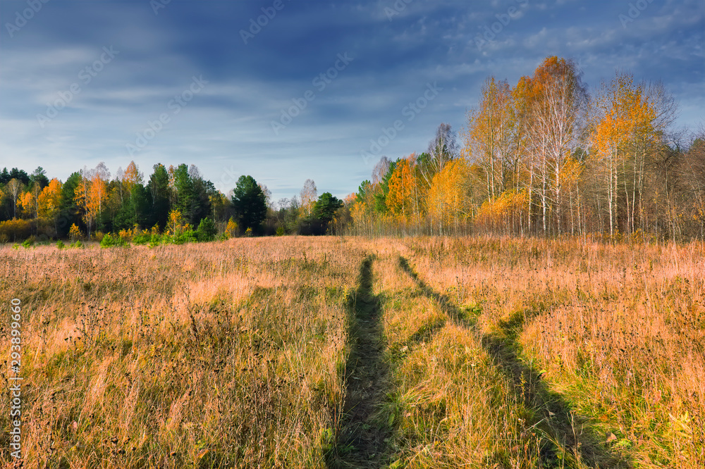 Fototapeta premium Autumn rural landscape. Yellowed grass in the meadow against the background of the forest and blue sky with beautiful clouds.