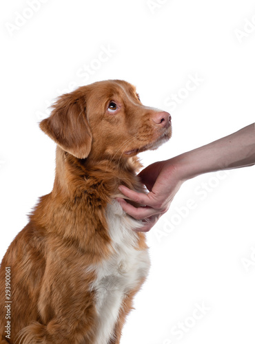 Fototapeta Naklejka Na Ścianę i Meble -  the dog is touched by hand. Nova Scotia Duck Tolling Retriever on a white background