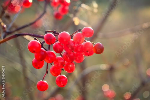 Ripe red viburnum fruits on a blurred background.