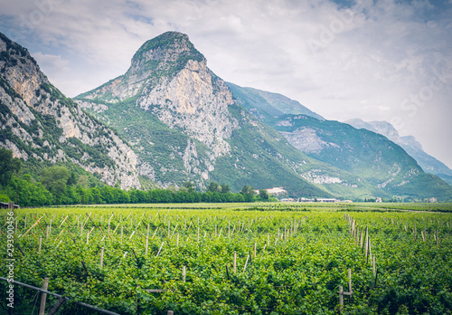Arco, Dro, Trentino region, Italy. Mountains. Vineyrd.