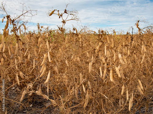 Ripened peas in a field ready for harvest