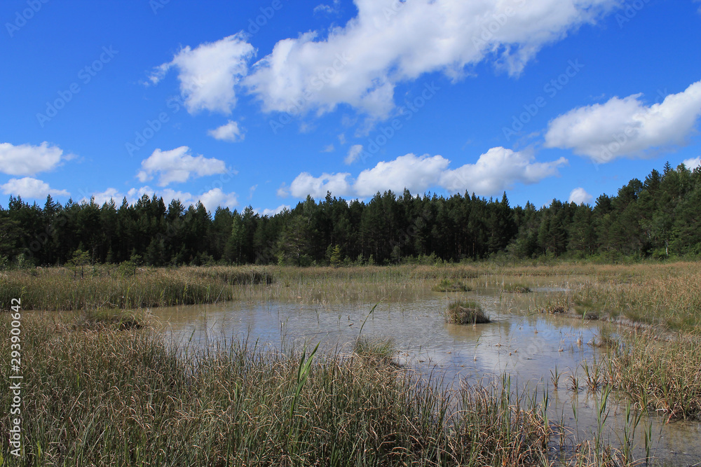 A small white lake in a swamp. In the background are forest trees. On the front marsh grass. A small white lake in a swamp. In the background are forest trees. On the front marsh grass.