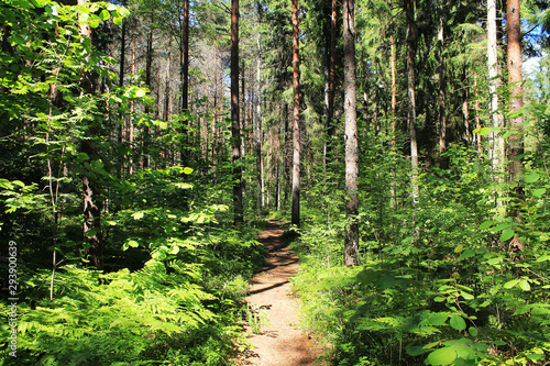 A natural forest path among ferns and tall pines. Green landscape with shadows.
