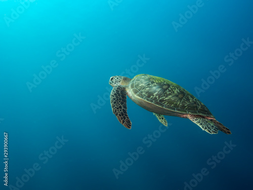 A green sea turtle on the way up to the surface for air