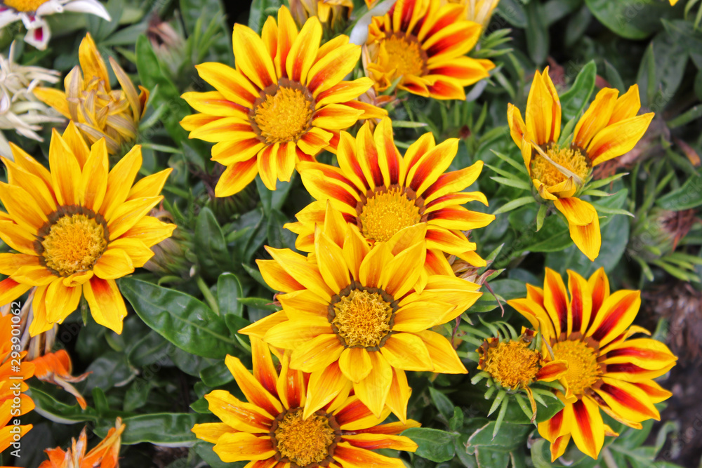various yellow flowers on a sunny day various yellow flowers on a sunny day
