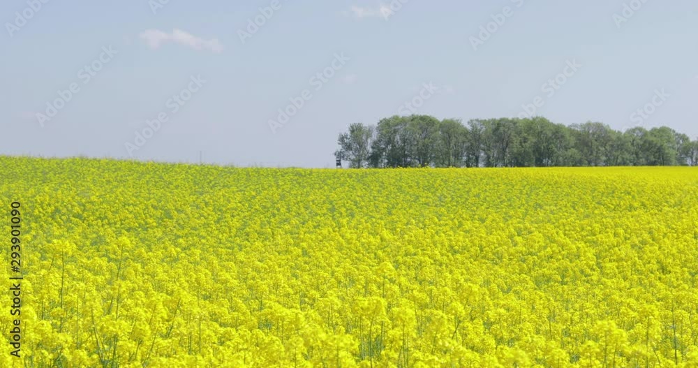 beautiful landscape with canola field under the blue sky beautiful landscape with canola field under the blue sky