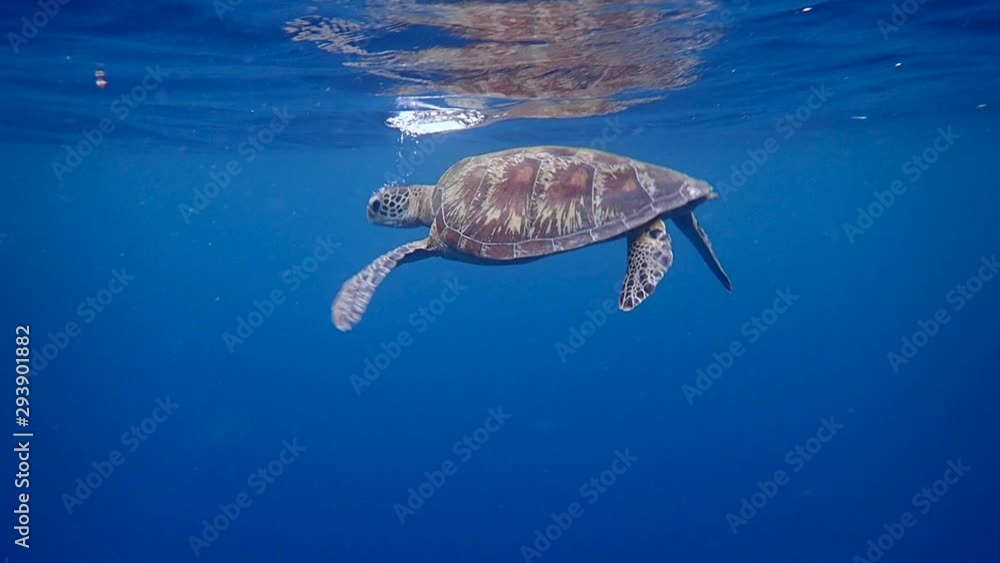 Green sea turtle ascends to the surface to breathe. Sea turtles can hold their breath for several hours, depending upon the level of activity. A sleeping turtle can remain underwater up to seven hours