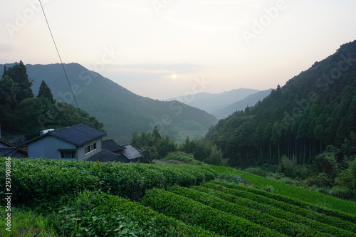 Japan tea farms