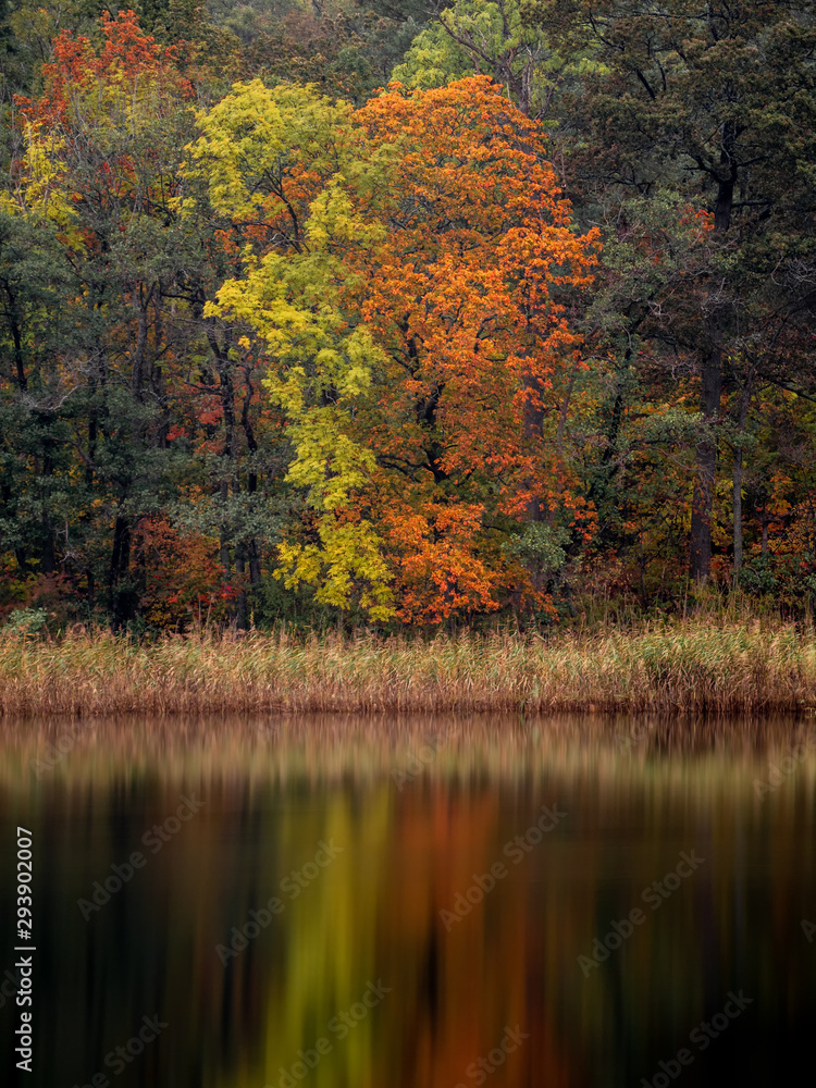 A tree by the water is changing color as autumn arrives A tree by the water is changing color as autumn arrives