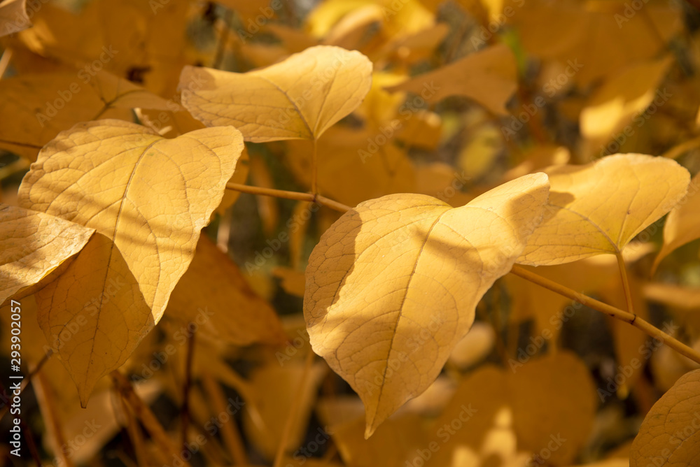 Obraz premium Background of yellow leaves illuminated by the sun.