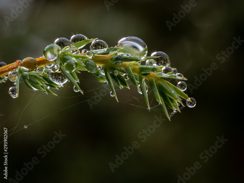 Macro shot of dew drops and spider web sticking to the needles of a spruce