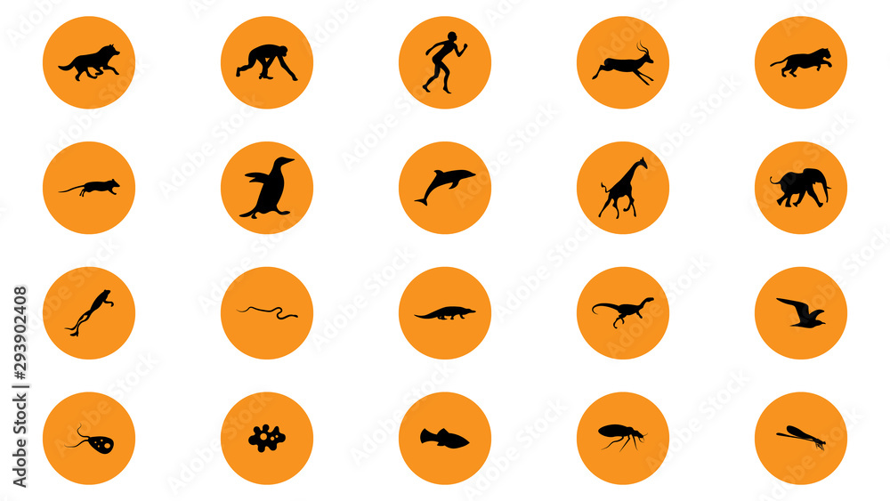 Set of animals icons vector design. Animals icon collection. Evolution illustration Set of animals icons vector design. Animals icon collection. Evolution illustration