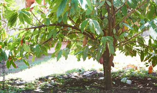 One cacao tree