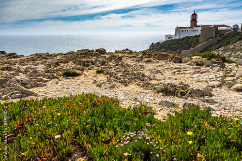 Flowers on the rugged coastline of Cabo de Sao Vicente(Cape St. Vincent) with the red lighthouse in the background, Sagres, Algarve, Portugal