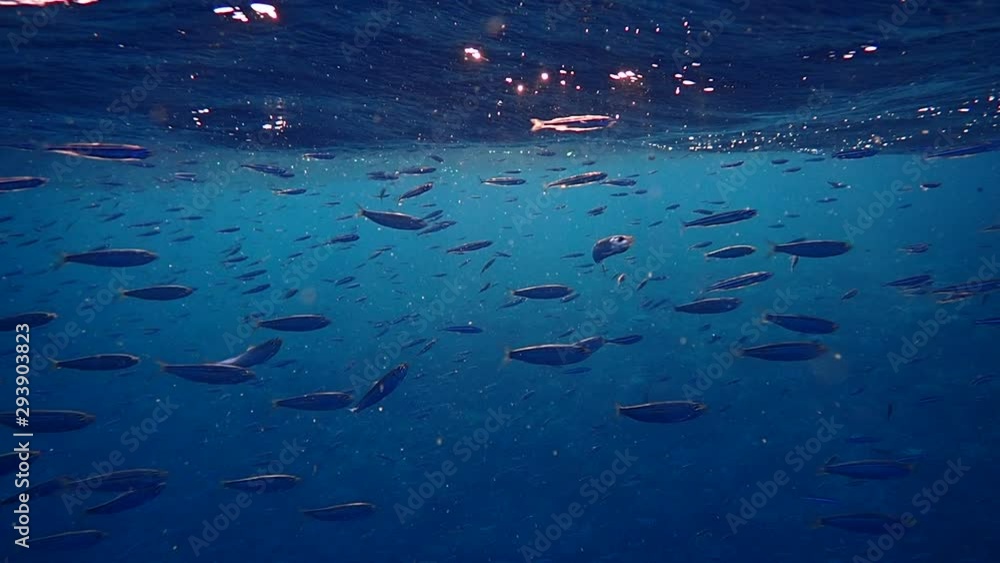 Massive school of sardines in a shallow reef, slow motion. Sardine shoal or sardine run in Moalboal is a famous tourist destination in the southern town of Cebu, Philippines. Massive school of sardines in a shallow reef, slow motion. Sardine shoal or sardine run in Moalboal is a famous tourist destination in the southern town of Cebu, Philippines.