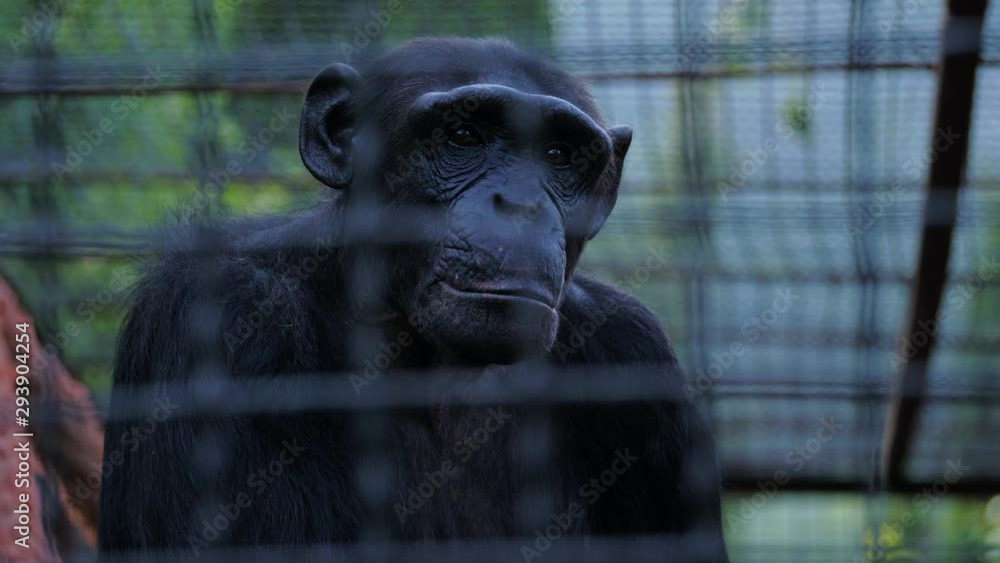 Portrait of a sad chimpanzee behind bars of a zoo cage. Wildlife protection concept. Portrait of a sad chimpanzee behind bars of a zoo cage. Wildlife protection concept.