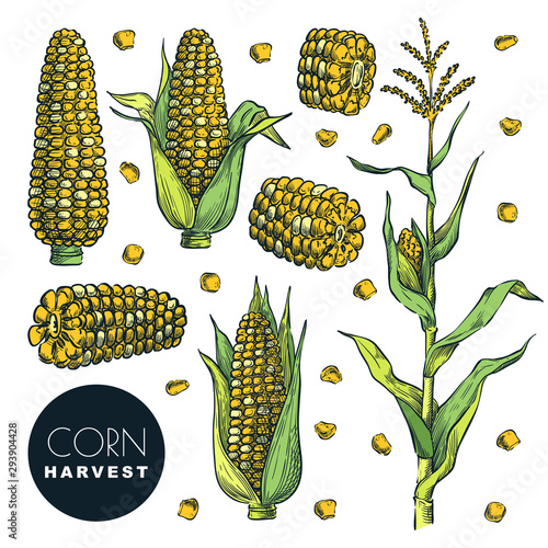 Corn cobs, grain, isolated on white background. Sketch vector illustration. Cereal agriculture, autumn maize harvest.