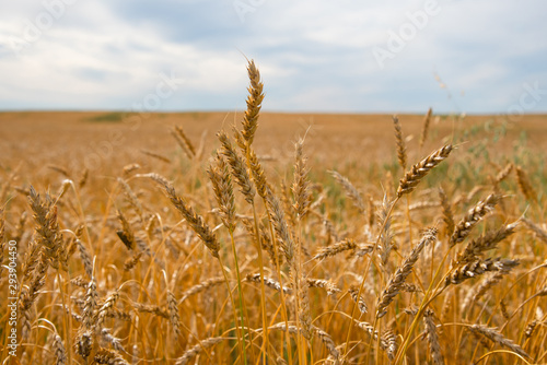 Close up of ripe wheat herads in a farmers field photo