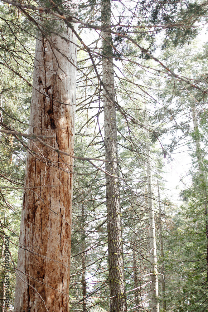 Obraz premium Trees in Glory