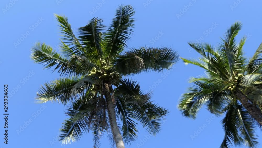 Coconut at Tree with blue sky background Coconut at Tree with blue sky background