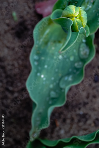 tautropfen auf eine tulpe 