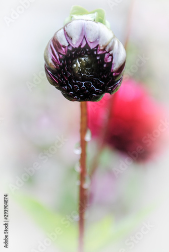 tautropfen auf blüte 