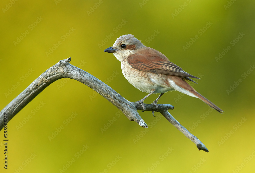 Red backed Shrike (Lanius collurio) Red backed Shrike (Lanius collurio)