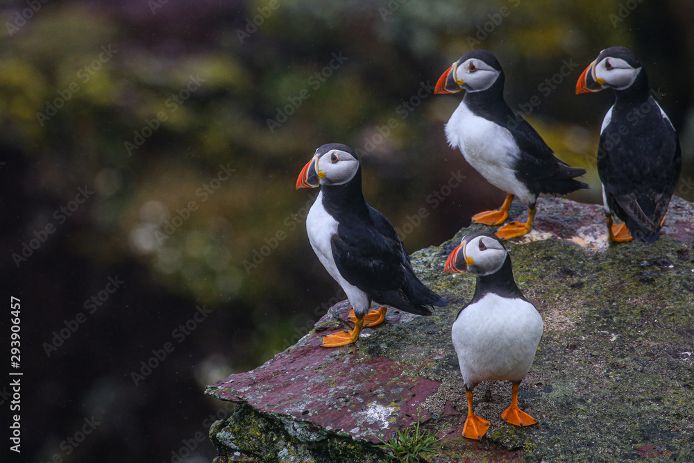 Fototapeta premium Puffin group