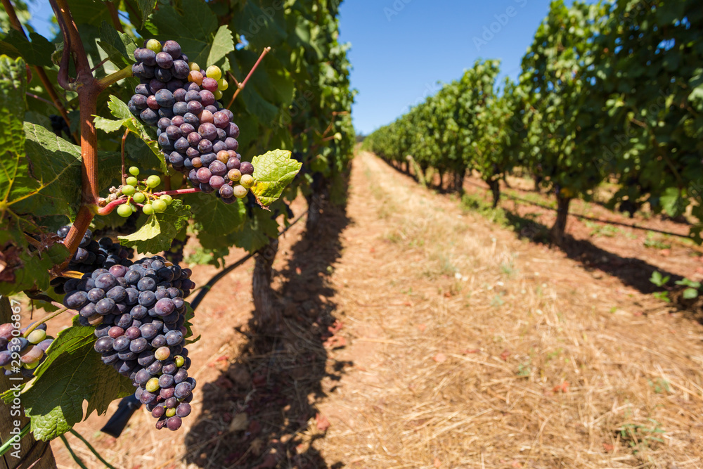 Red wine grapes growing on rows of vines at a Willamette Valley winery.