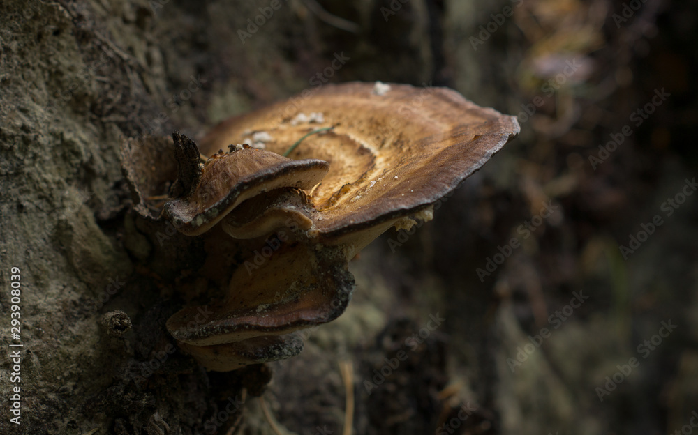 brown mushroom growing on a tree