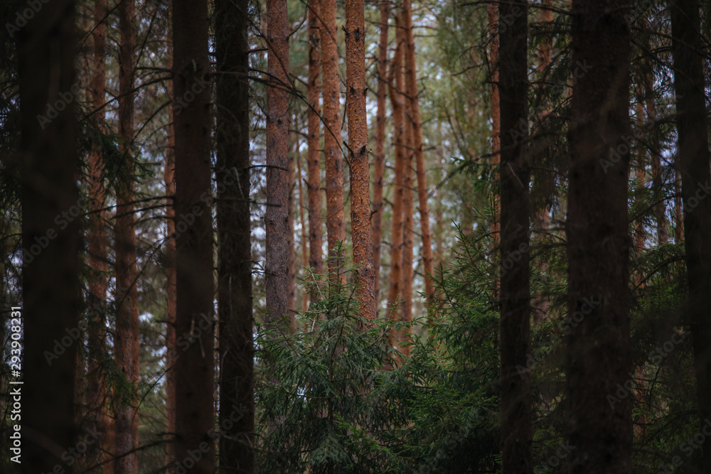 wald wald