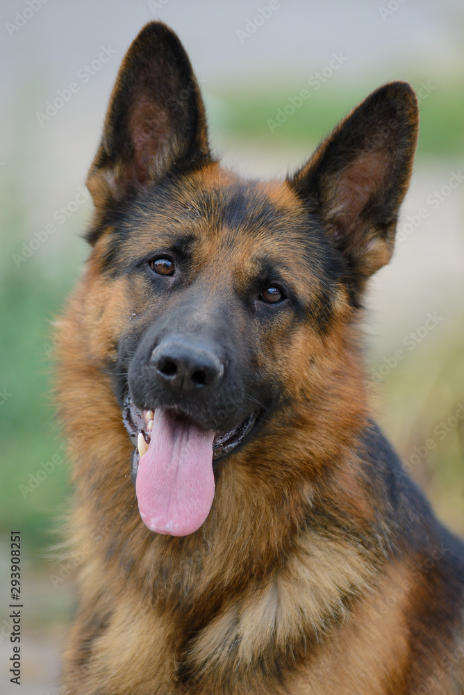 Portrait of a beautiful German shepherd Portrait of a beautiful German shepherd