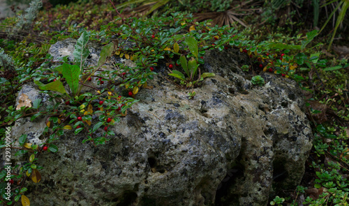 plants growing on a large wet stone