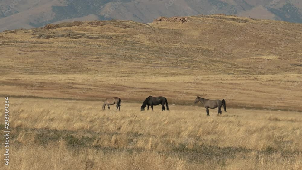 Wild Horses in the Utah Desert in Autumn Wild Horses in the Utah Desert in Autumn