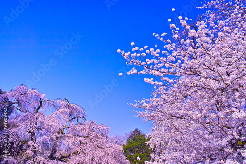 春の青空と満開の枝垂桜