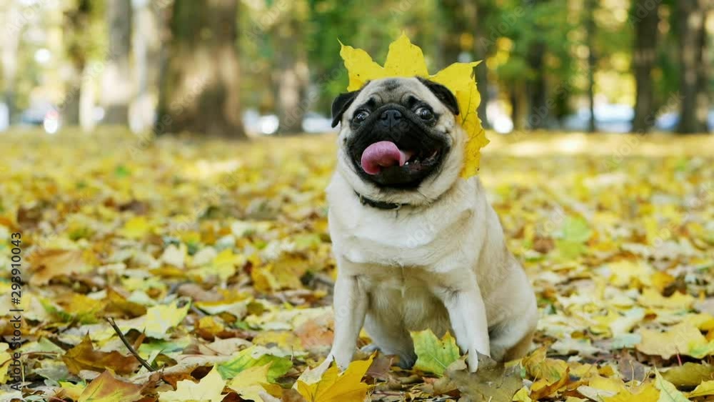 Portrait of cute and funny pug dog sitting on yellow leaves in sunny autumn forest with leaf necklace, in slow motion Portrait of cute and funny pug dog sitting on yellow leaves in sunny autumn forest with leaf necklace, in slow motion