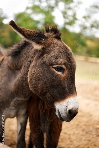 portrait of a donkey © byaz3