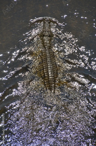 Fototapeta Naklejka Na Ścianę i Meble -  Large menacing nile crocodile from above creating a wake moving through the water with its back and scales exposed in the Letaba River in Kruger National Park